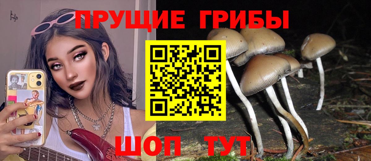 Владимир  Галлюциногенные грибы Psilocybine cubensis  хочу   Вход с VPN 